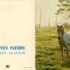 Pitits Fleurs